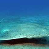 Lo squadro o pesce angelo (Squatina squatina). Foto by Philippe Guillaume

